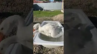 18+ Гусики🫣 