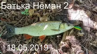 Батька Нёман 2. Голавль, щука и окунь на воблер.
