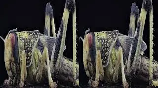 VR 3D Stack of a  Grasshopper