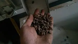 Kidney beans cleaning plant in Ethiopia