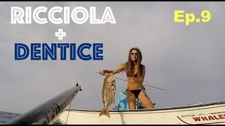 Spearfishing AMBERJACK + DENTEX