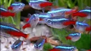 Неоны