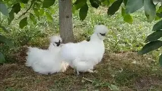 Милашки