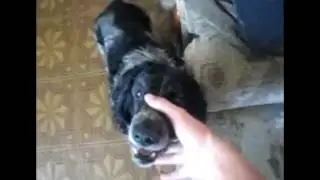 РОК СОБАКА БЭБЭБЭ ПОПОЙКА