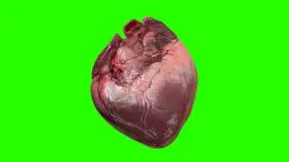 Green Screen Pack  Chroma Key Video Footage Super Best HD VFX Animation  Free Download