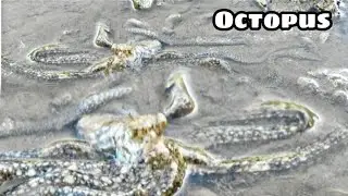 Pogita kusang lumabas ( octopus wait for it )