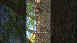 Whats on the tree?