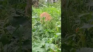 Застали с поличным
