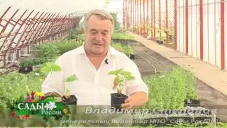 Strawberry seedlings from NPO 