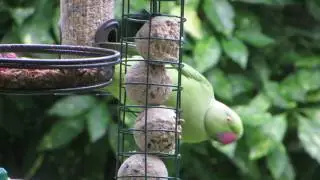 Parakeet eating fat balls - Teddington - United Kingdom