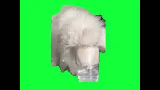 green screen cute white cat drinking