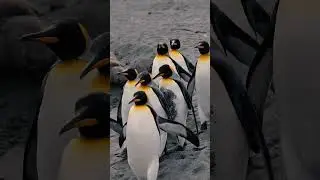 Затерянный в Атлантике остров Южная Георгия 🦭🐧🌏 #южнаягеоргия #пингвин #антарктика