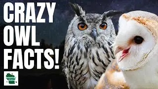 10 Awesome Owl Facts You Need to Know!