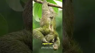 The sloth is the dirtiest animal on Earth.