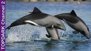 10 Raras Especies de Delfínes