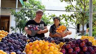 HARVESTING APRICOT, PLUM AND MAKING FRESH JUICE & PIE
