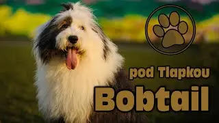 BOBTAIL | O PLEMENU