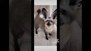#funnyvideo