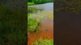 Hiyare Water Tank -SL CLIPS