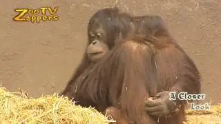 Zoo Safari - orang-oetan - orangutan - pongo