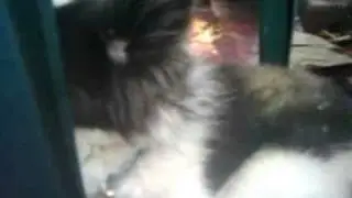 videokiller