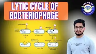 lytic cycle in bacteriophage @SERCnet