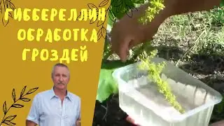 Применение гиббереллина на винограднике. Улучшение завязи.