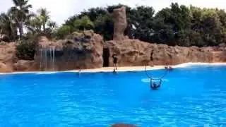 Шоу с  дельфинами в Loro Park (Тенерифе) part 2