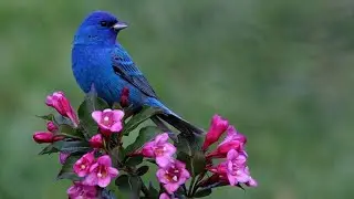 ЗАГОВОР НА ПТИЧЬЕМ ЯЗЫКЕ…. ДЛЯ ВСЕХ…