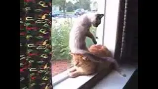 Котенок сел на голову кота