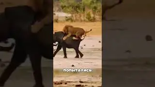 Слон отомстил льву за ДЕТЕНЫША 😡🔥🐘