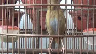 Họa Mi Ngũ trường cao cầu siêu hót