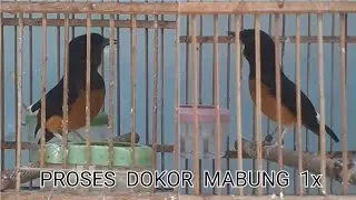 Murai Batu Betina Fighter Fighter ( Avante Jr )