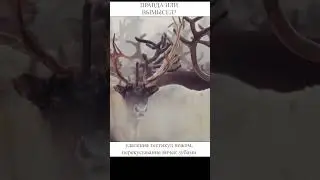 Кастрация зубами оленей... 😱😱😱  