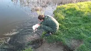 Отпускаем рыбу 🐟