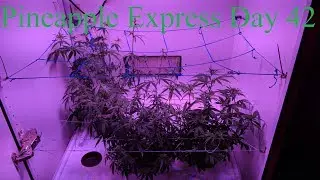 Cloudponics Grow Day 42 Pineapple Express