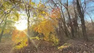 Ulug‘vorlik va iliqlik fasli bo‘lmish “OLTIN KUZ” Tashkent Batanika bog'i