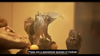 South Australian Biodiversity Gallery - Marine South Australia