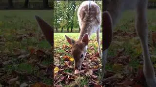 Baby deer having lunch at Elswout 3 #shorts