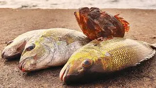 Огромные  Морские Караси Лапти. Рыбалка в Крыму. Новое рыбное место недалеко от Ялты.