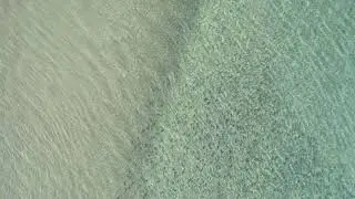 beach hauling bream