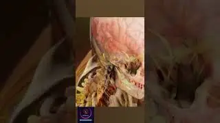 Nervous Reflex Anatomy 