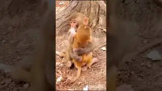 love monkey love to all