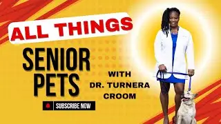 Traveling with Senior Pets  Tips for a Safe and Comfortable Journey   Dr  Turnera Croom