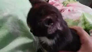 Моя кошка Герда