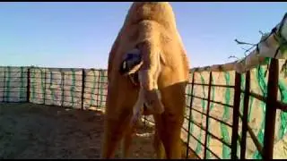 camel birth 2