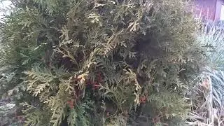 Туя западная. Сбор семян.