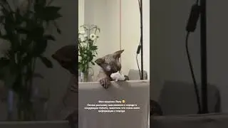 🐱#shorts #сфинксы #сфинкс #лысыйкот #канадскийсфинкс #sphynx #canadiansphynx #котики #котикивидео