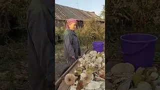Груздь, ты ли это? Какие бывают грузди. Аномальный урожай этого года поражает.