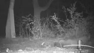 Coon takes it on the head